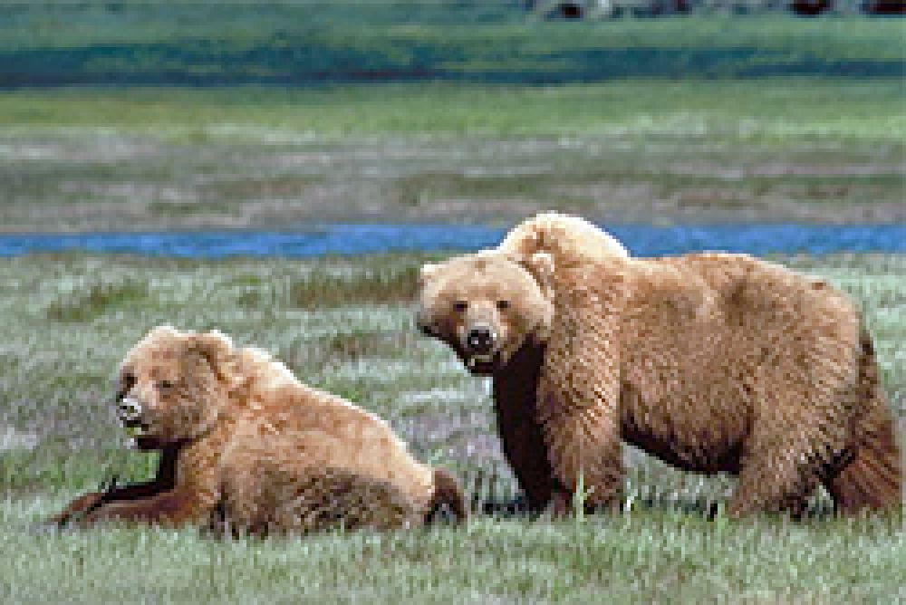 El oso grizzly de Yellowstone sale de la lista de especies amenazadas