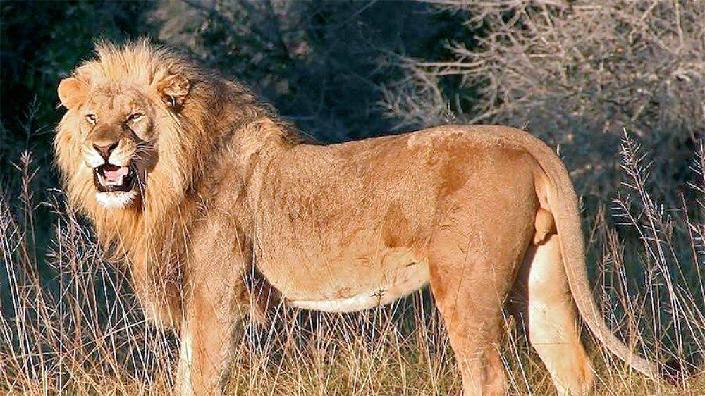 Seis leones matan a presuntos furtivos en la reserva de caza de Sibuya
