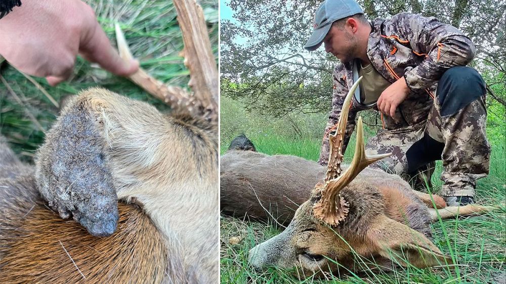 Caza selectiva de un corzo gravemente enfermo