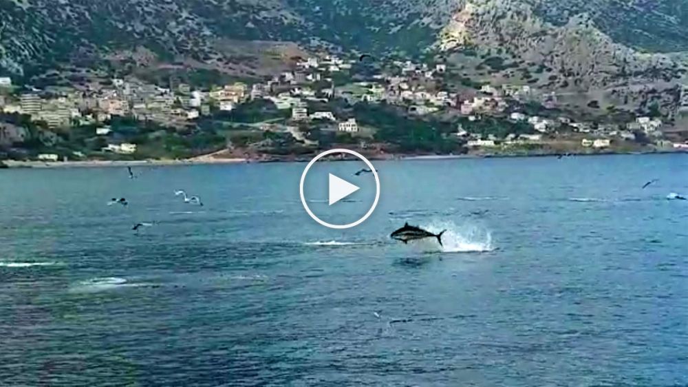 Impresionante vídeo de atunes cazando junto a la costa