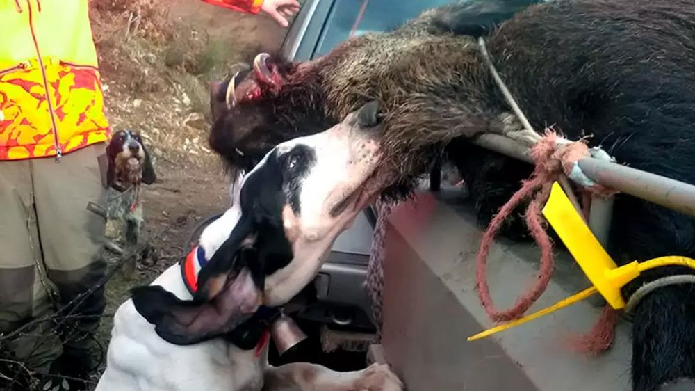 Un perro de caza que mordió a un jabalí, sospechoso de morir infectado de la enfermedad de Aujezsky