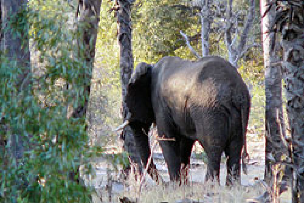 Cargamento ilegal de colmillos de elefante y cuernos de rinoceronte