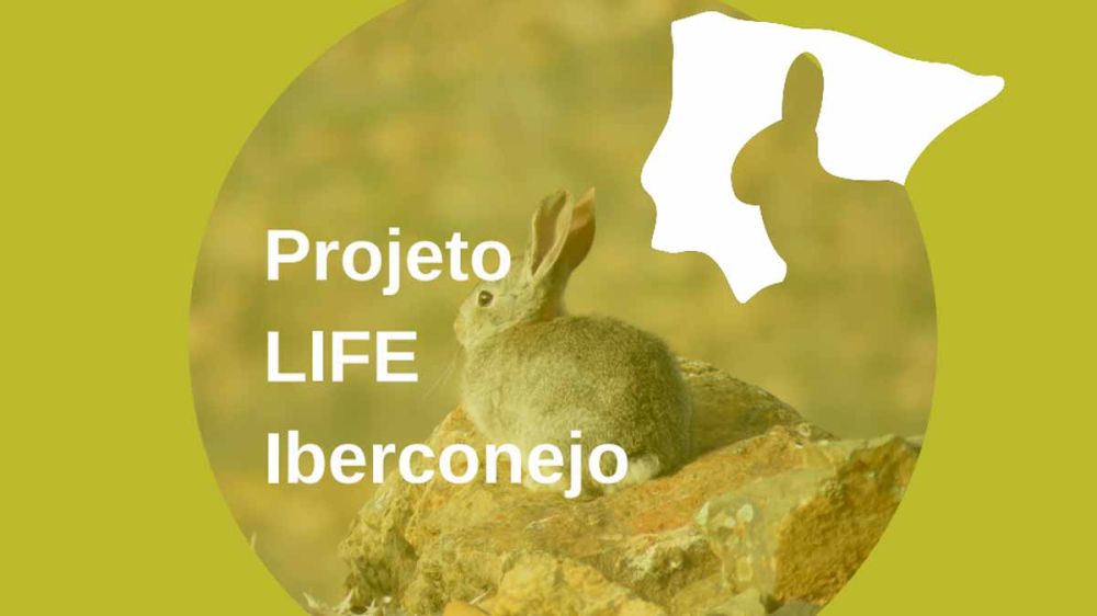 En los últimos 70 años las poblaciones de conejo en la Península han descendido en más de un 90%, según el Proyecto Iberconejo
