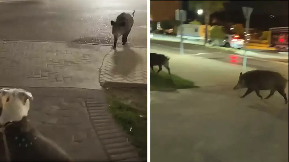 Dos perros de tipo bull repelen el ataque de jabalíes en las calles de Marbella