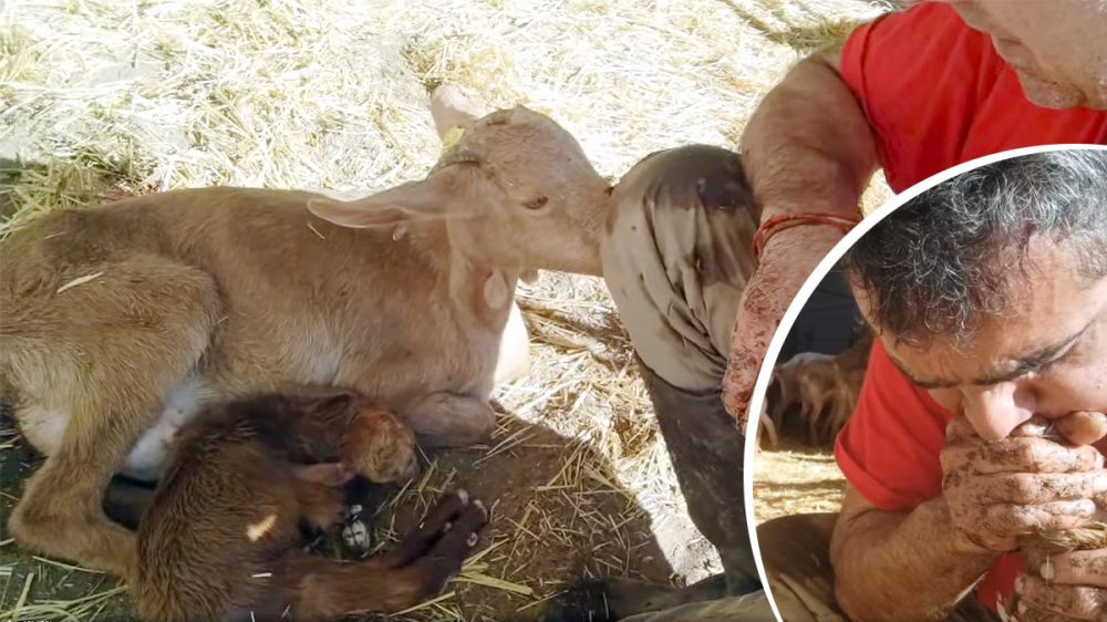 Un pastor salva a un cabrito recién nacido haciéndole el boca a boca