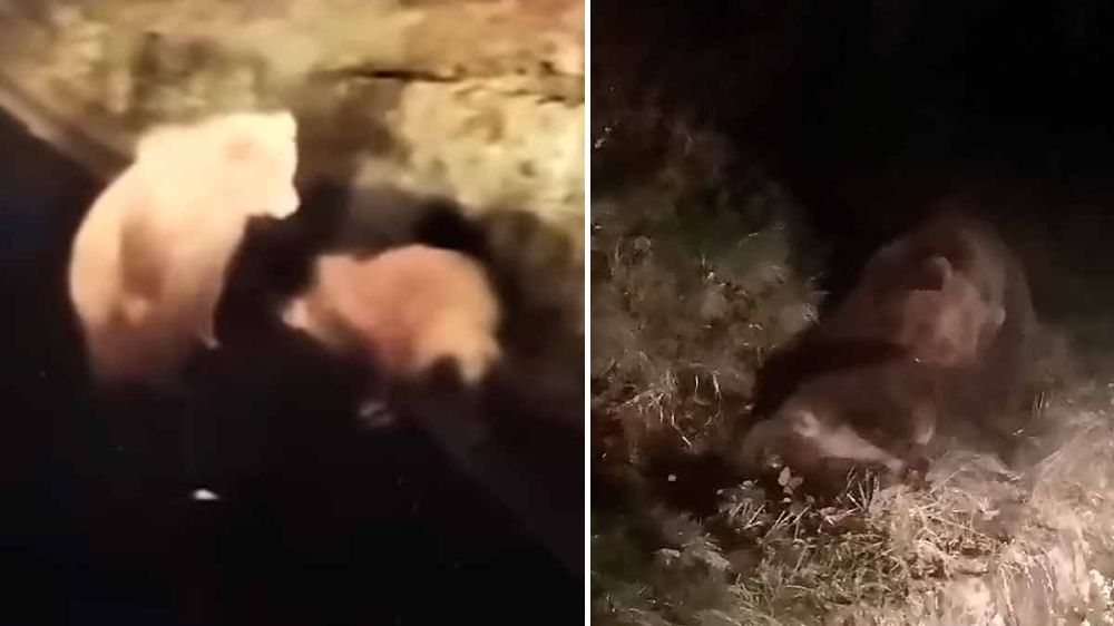 Graban el brutal ataque de un oso a un jabalí en el Valle de Arán