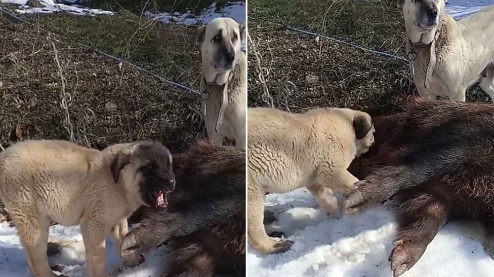 Un cachorro de kangal turco se niega a soltar el jabalí que la manada acaba de capturar 