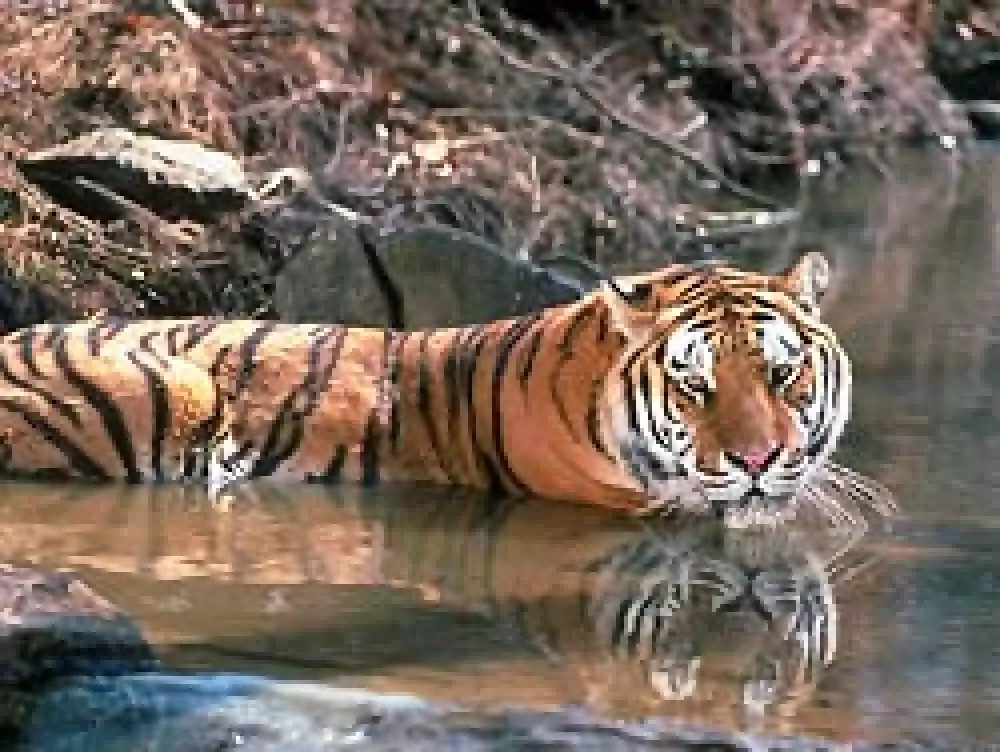 China prohíbe la caza en el hábitat de un tigre que se creía extinguido