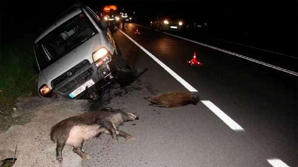  animales atropellados en carreteras