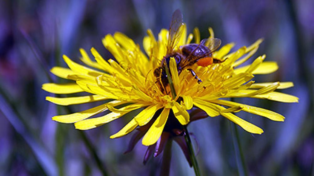 Los fitosanitarios están matando a millones de abejas y nadie pone remedio a tal magnicidio