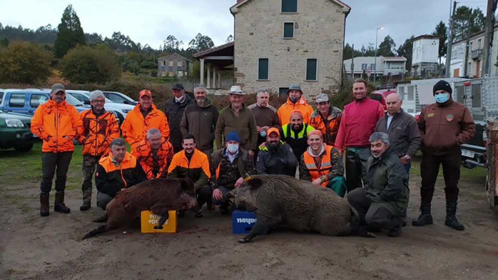 Cazamos un jabalí de 165 kilos con perros atraillados y junto a cazadores gallegos