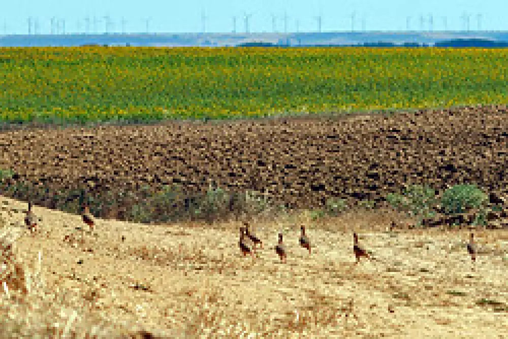 La Guardia Civil investiga el robo de pollos de perdiz