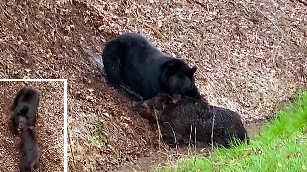 Un oso se enfrenta a un enorme jabalí armado con unas afiliadas navajas