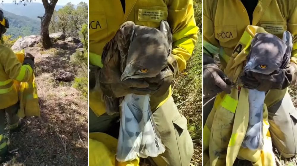 Un bombero forestal rescata un águila culebrera
