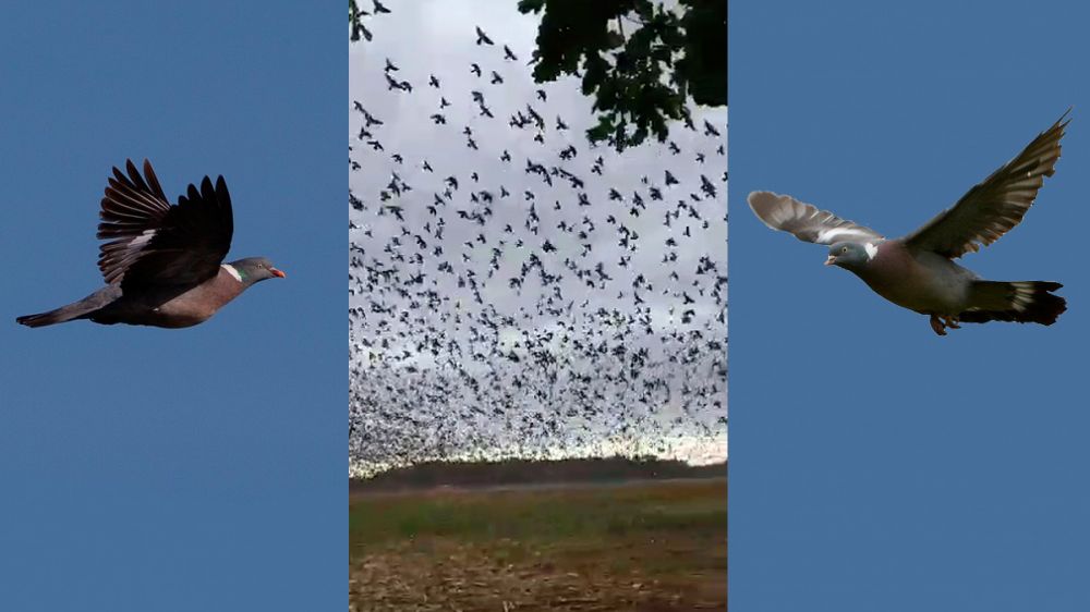 El vídeo del inmenso bando de palomas torcaces del que todo el mundo habla