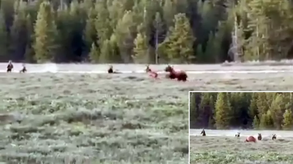 Este oso enseña a sus crías a cazar alces