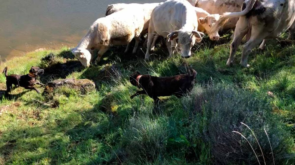 Perros de agarre: el alano español, un perro para la caza, la casa y el pastoreo