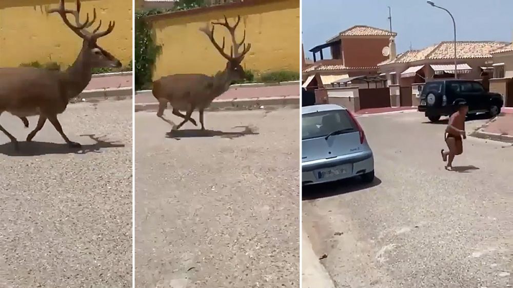 Dos ciervos persiguen a un niño por las calles de Matalascañas