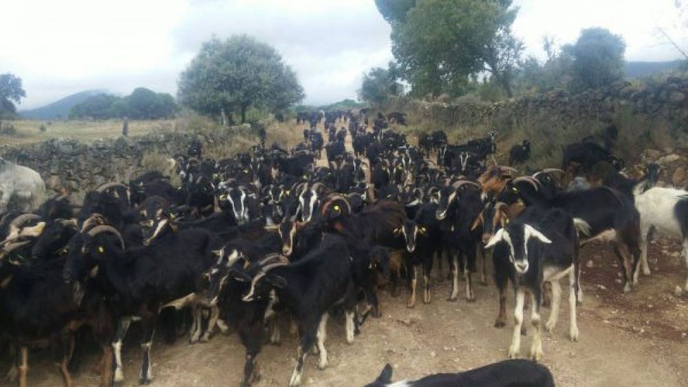 Obligado a sacrificar 550 cabras en peligro de extinción, la realidad del ganadero ante la subida de precios