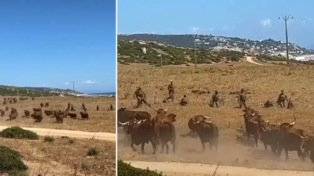 Un rebaño de vacas ataca a un grupo de soldados españoles