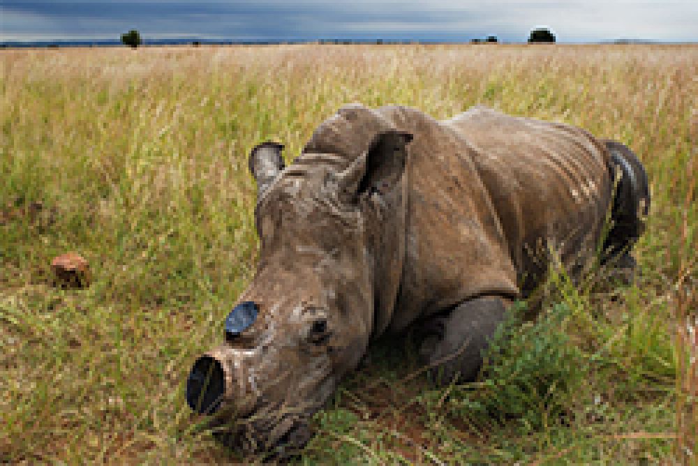 Francia prohíbe la compraventa de marfil de elefante y cuerno de rinoceronte