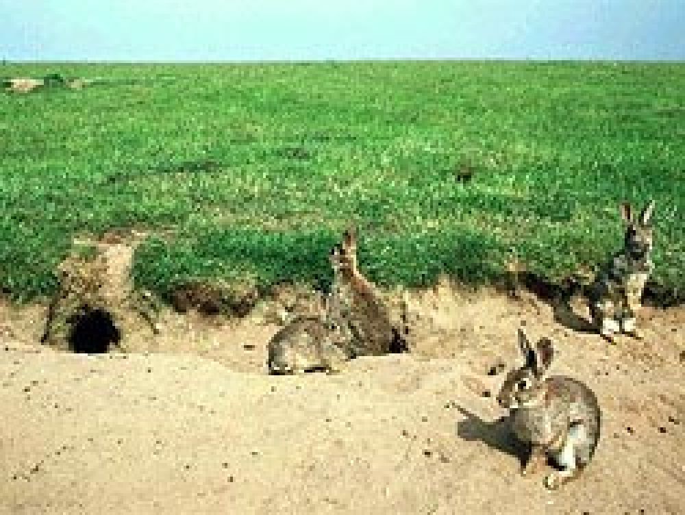 Los agricultores proponen actuaciones inmediatas ante la plaga de conejos