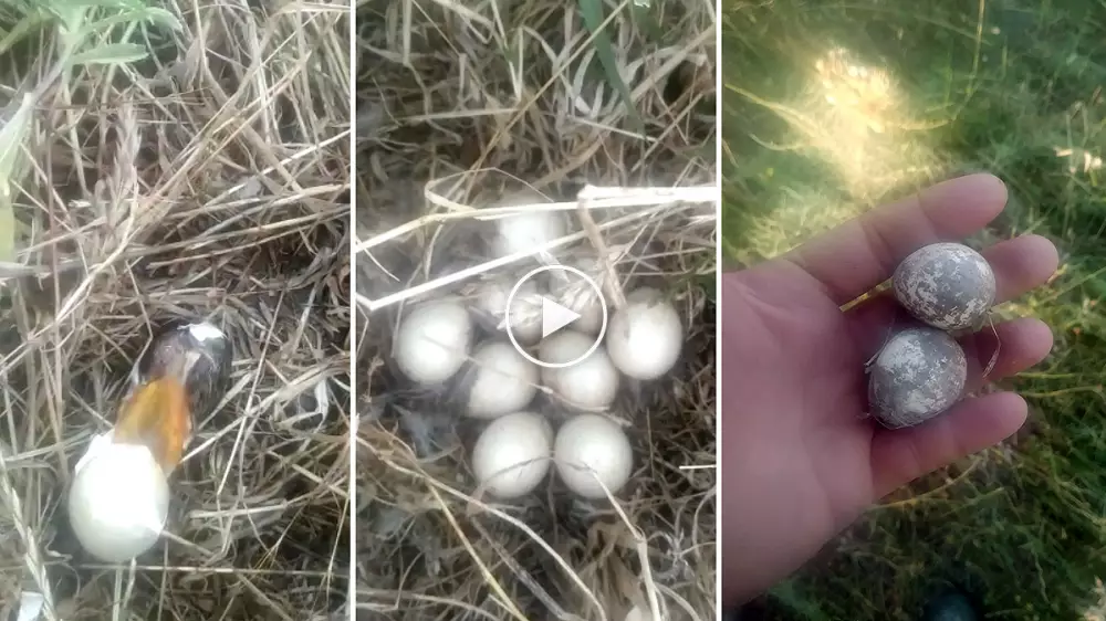 Estos son los desastrosos efectos de las tormentas de estos días en los nidos de perdices