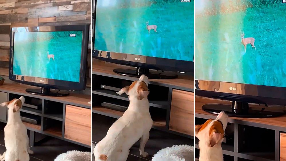 Este perro no puede contener su pasión por la caza del corzo viendo un documental en la televisión