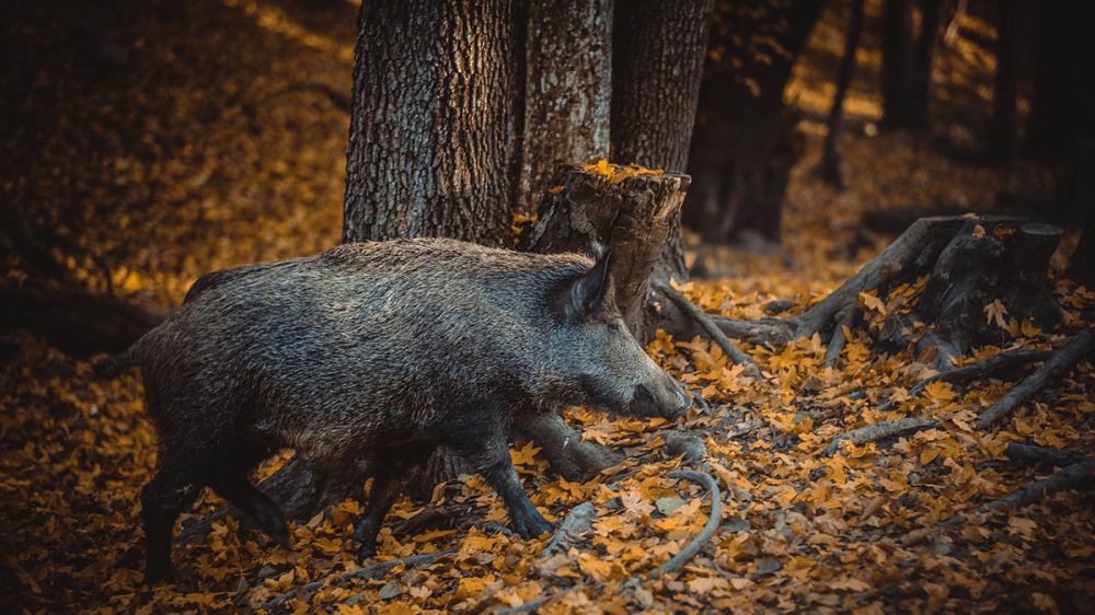 Los cebaderos para la caza del jabalí en esperas serán autorizados en la Comunidad Valenciana para intentar reducir la sobrepoblación