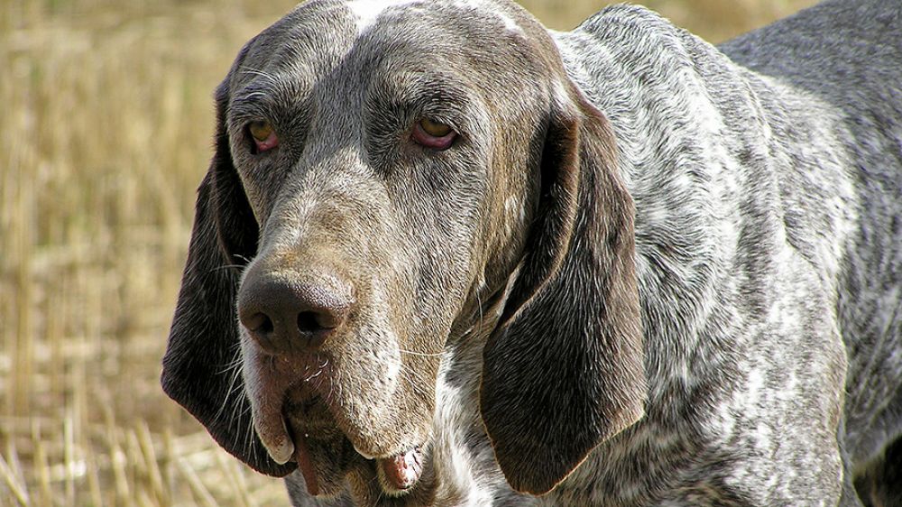 En España roban perros y galgos
