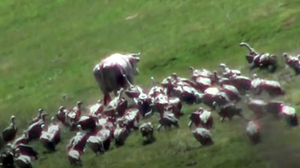 Buitres atacando y comiéndose viva a una vaca