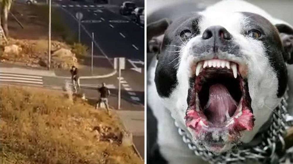 La Policía de Tenerife dispara contra tres perros tipo bull durante una detención