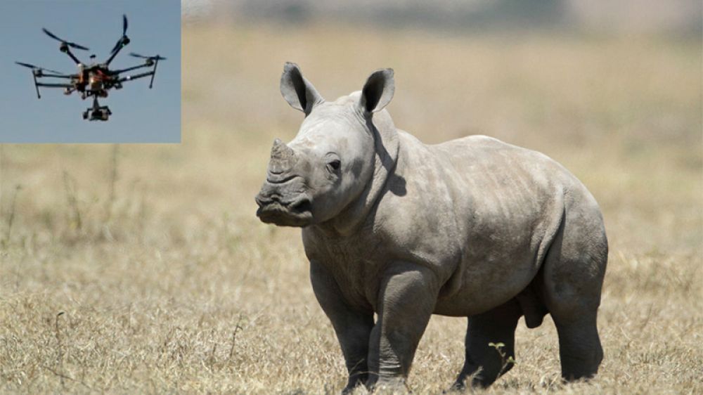 Los drones salvarán a los rinocerontes blancos de los furtivos