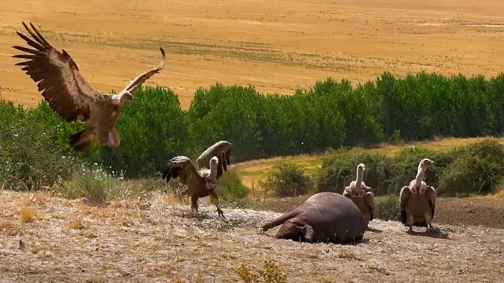 ¿Cuánto tiempo tarda un grupo de buitres en devorar un cerdo de 300 kilos?