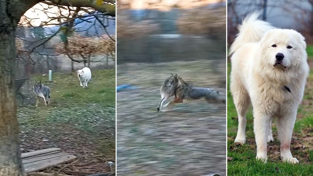 Un lobo se lleva a un ganso perseguido por un perro guardián que guarda poco
