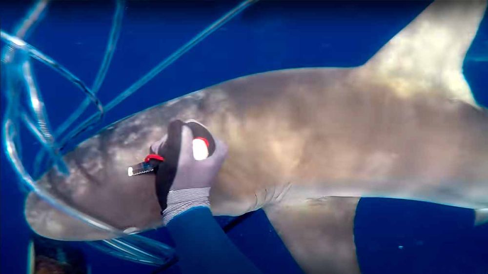 Un valiente pescador submarino se defiende con su cuchillo del ataque de un tiburón