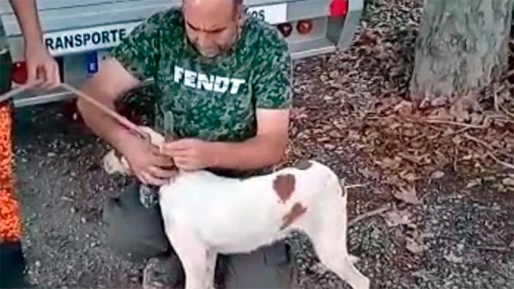Pablito, el perro que estuvo 34 días caído en un pozo, se recupera y vuelve a ir de caza
