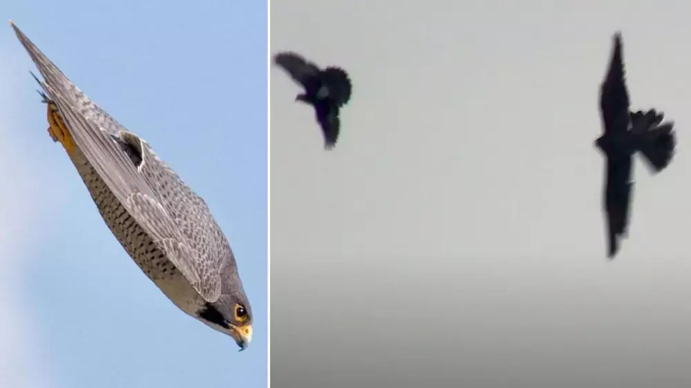 El picado de un halcón para cazar una paloma que maravilla al mundo