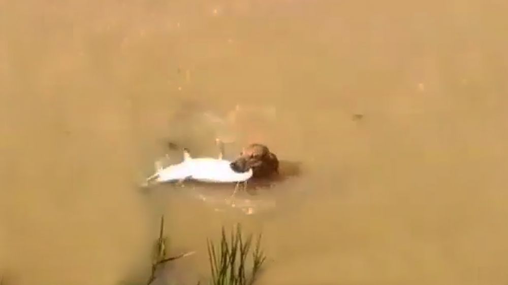 Un perro de rastro sigue la pista a un pez gato y consigue capturalo