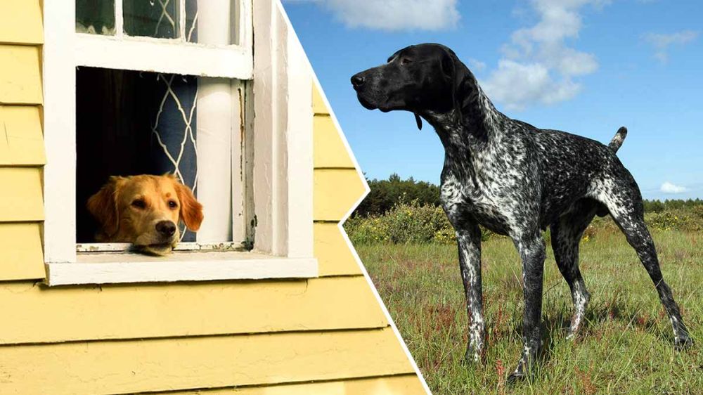 Los perros ante la entrada en vigor de la Ley de Bienestar Animal: ser o no perro de caza