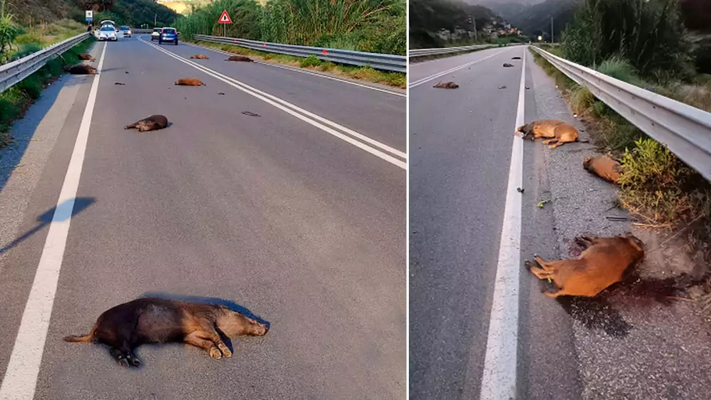 Uno de los peores accidentes causados por jabalíes del año: 9 animales muertos