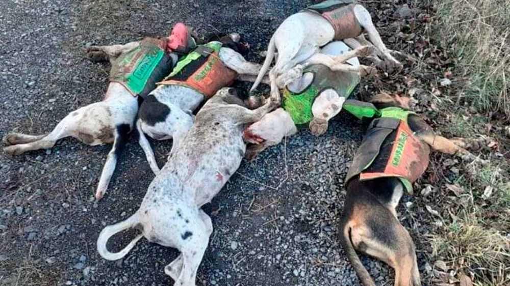 Matan a siete perros de caza por entrar en una comuna hippie