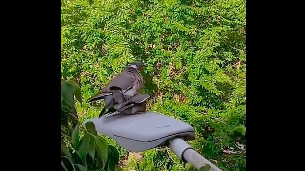 Dos palomas torcaces funámbulas copulan sobre una farola