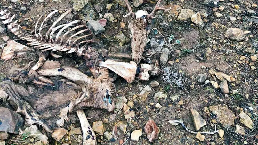 Ha muerto hasta el 80% de las reses en la Serranía de Cuenca