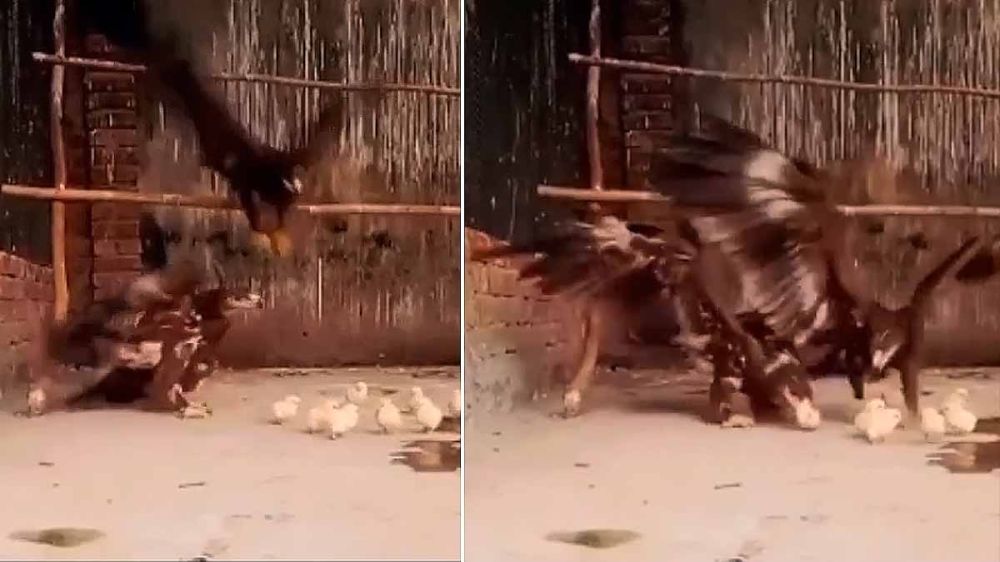 Dos águilas engullen en pocos segundos una decena de pollitos en un gallinero