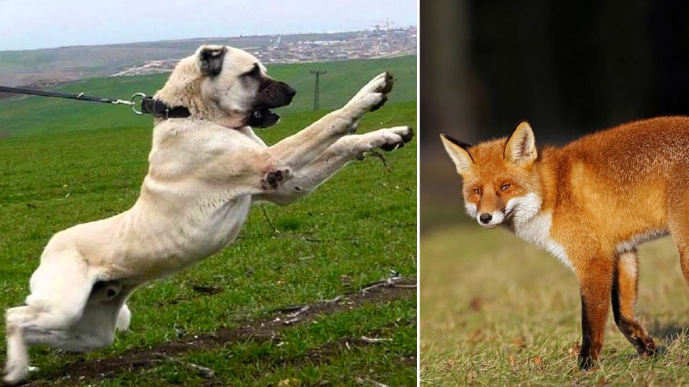 Un perro guardián salva a un ganso del ataque de un zorro