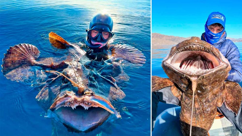 Pesca en Murcia un monstruo marino que es récord del mundo: 34,1 kilos de rape capturado en pesca submarina