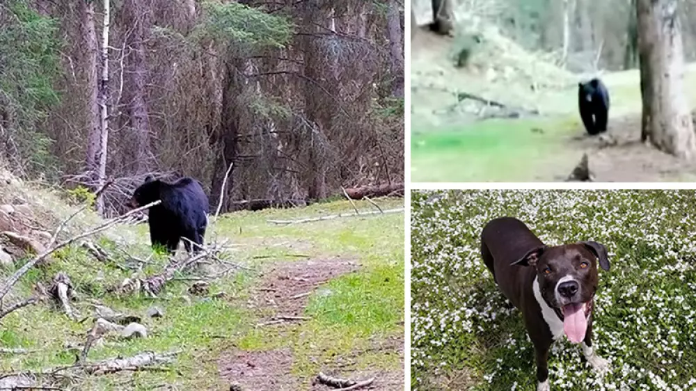 Una mujer y sus perros se salvan mutuamente de dos ataques de un oso