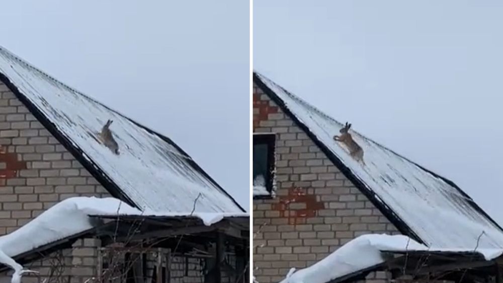Una liebre busca refugio en un tejado para evitar ser atacada por los depredadores