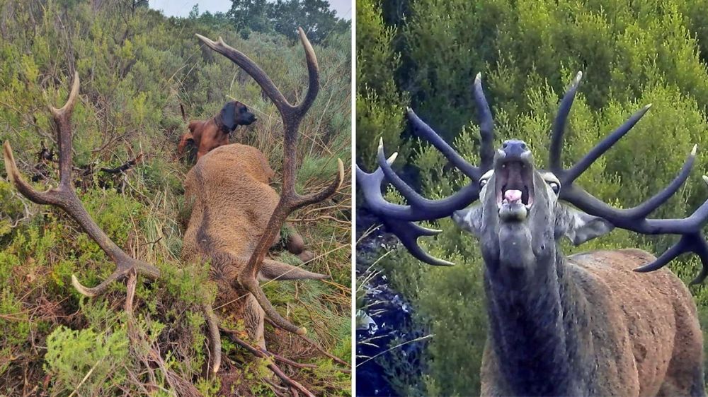 La caza del ciervo en la Sierra de Gredos